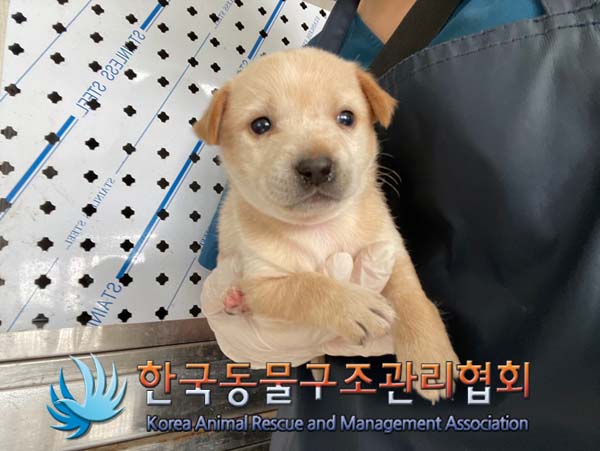 보호중 믹스견의 가…